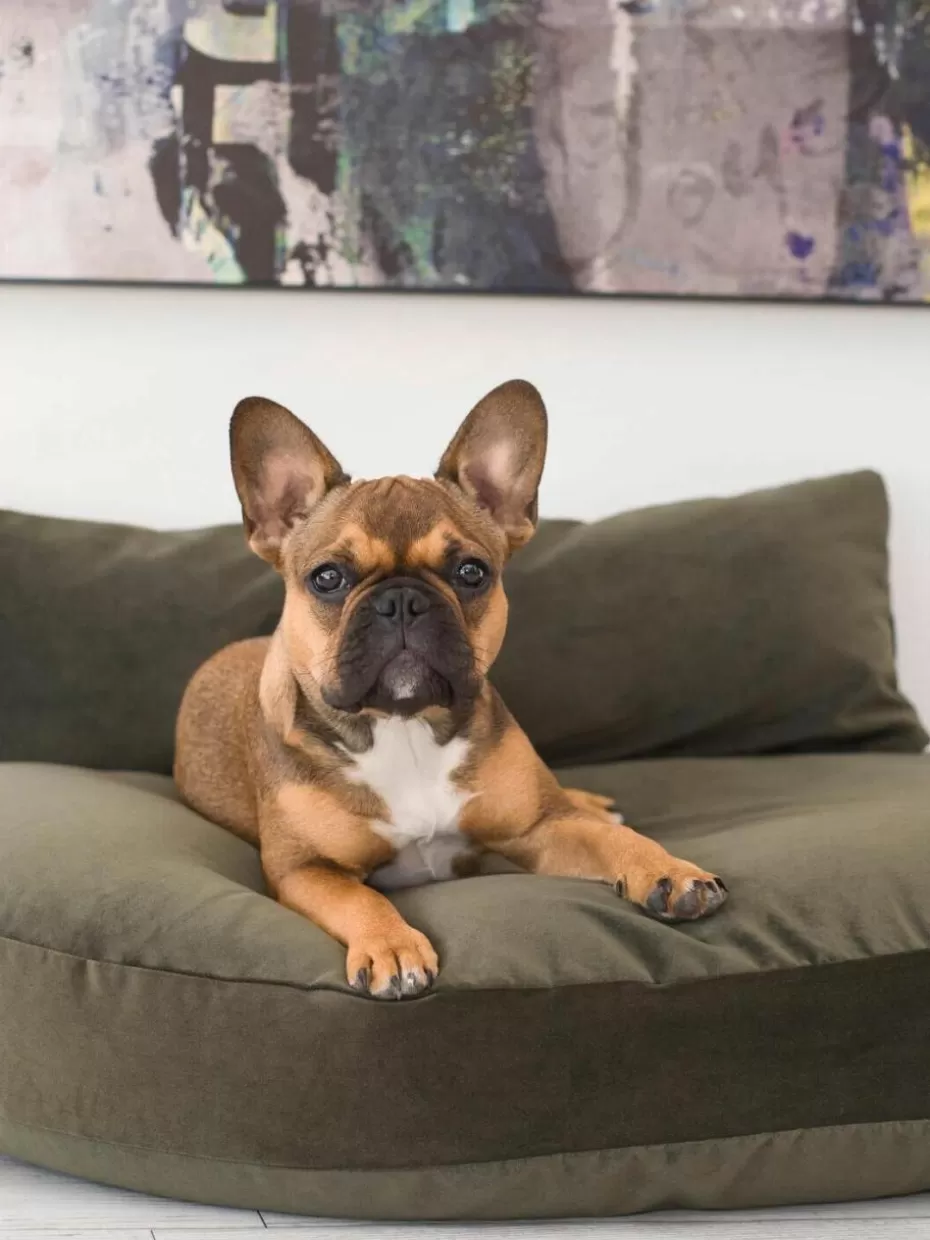 Haustierbedarf-Laboni In- & Outdoor-Hundebett Prado Olivgrün, Anthrazit