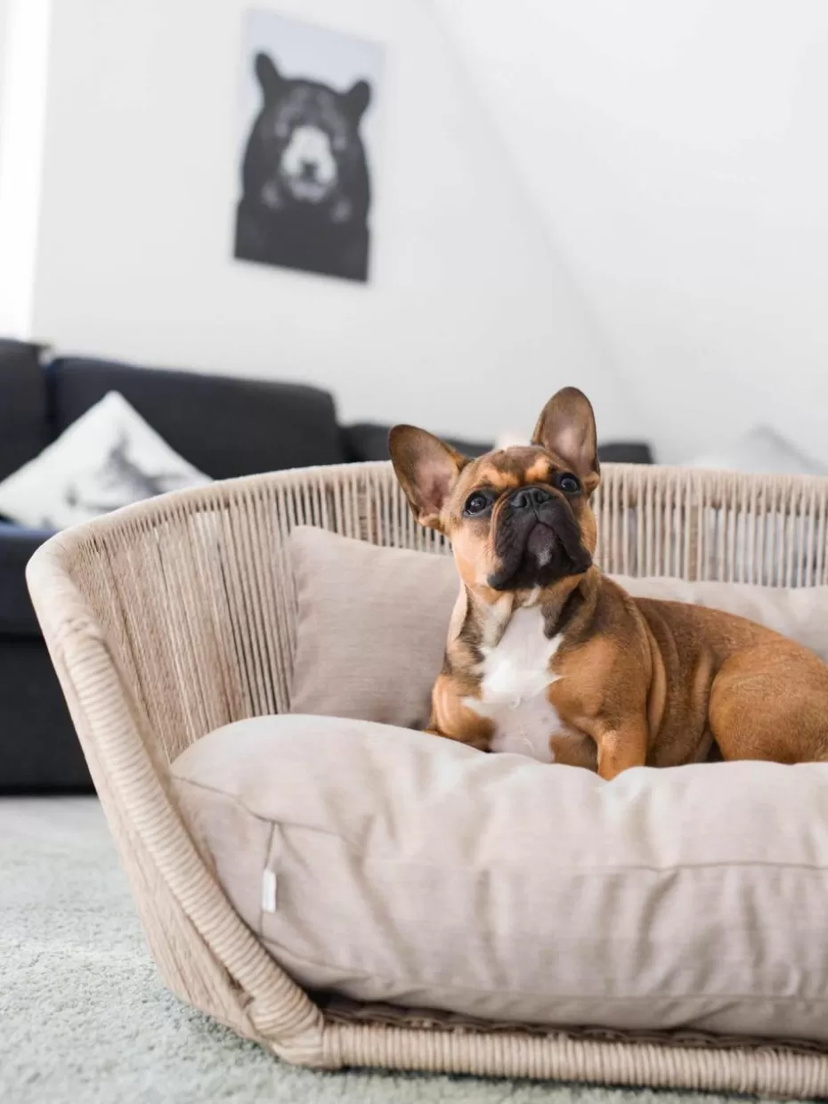 Haustierbedarf-Laboni In- & Outdoor-Hundebett Vogue Hellbeige, Beige